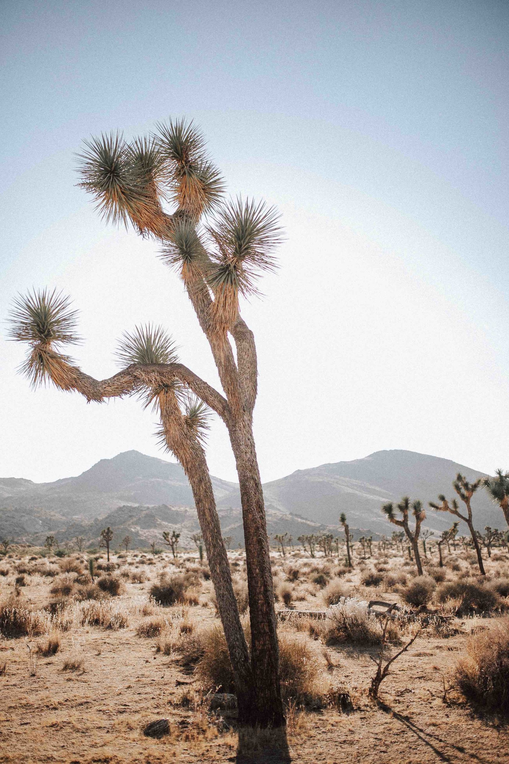 Scenic shot of Joshua Tree